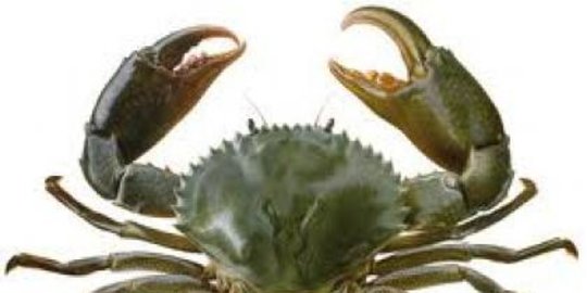 Mengintip Budidaya Kepiting Bakau di Sungai Nipah, Gunakan Inovasi Vertical Crab