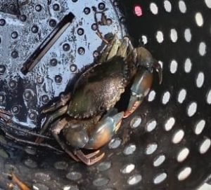 kepiting bakau