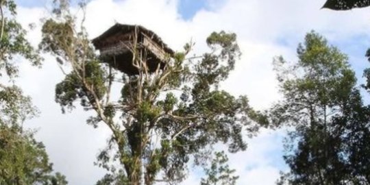 Intip Tradisi Suku Karowai Bangun Rumah di Atas Pohon Tinggi, Ini Kepercayaannya