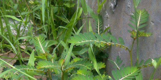 7 Khasiat Daun Meniran untuk Kesehatan, Bantu Atasi Batu Ginjal