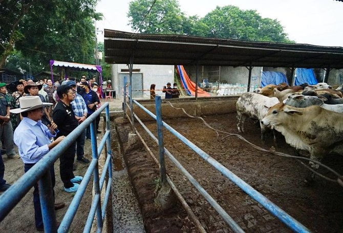 mentan syl tinjau ternak sapi di bekasi