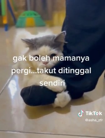 momen manja kucing gemas peluk kaki wanita gemas seolah tak dibolehkan pergi