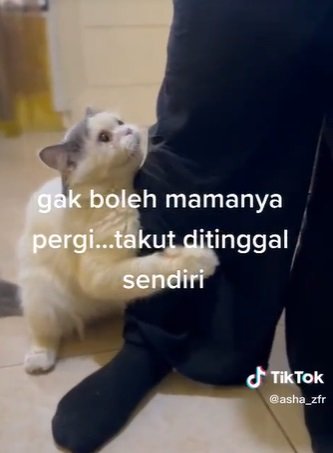 momen manja kucing gemas peluk kaki wanita gemas seolah tak dibolehkan pergi