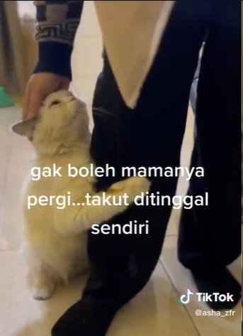 momen manja kucing gemas peluk kaki wanita gemas seolah tak dibolehkan pergi