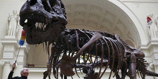 Kerangka T-Rex Terjual dengan Harga Fantatis, Hampir Rp100 Miliar