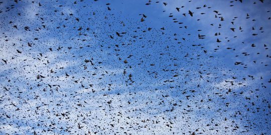 Ilmuwan Ubah Burung Mati Jadi Drone