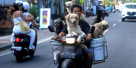 Kisah I Ketut Lelut dengan Anjing-Anjingnya Keliling Jalan Memburu Limbah Restoran