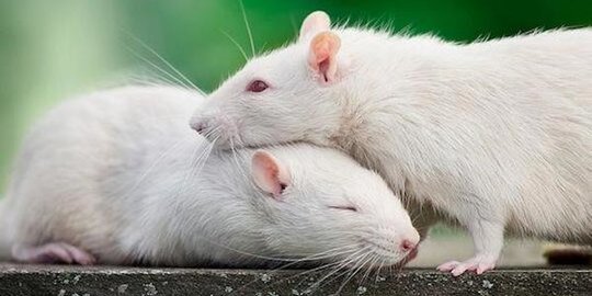 Uji Coba Obat Kanker Berhasil Dilakukan Pada Tikus, Ini Kata Ilmuwan