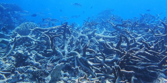 Pantai dan Terumbu Karang Selat Madura Terancam Rusak, Ada Bahaya Ini