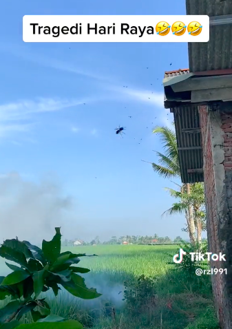 tragedi di hari raya nyalakan petasan di sawah malah dikejar gerombolan tawon