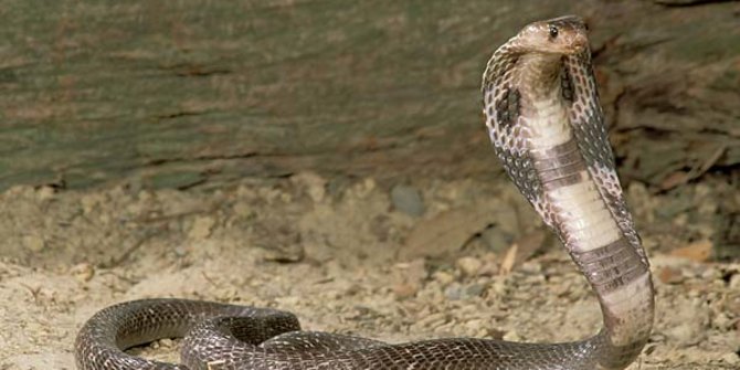 Jenis Ular Kobra Mematikan dan Karakteristiknya, Perlu Diketahui