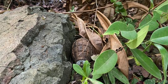 Warga Aceh Temukan Granat Nanas, Sempat Dibawa Pulang ke Rumah