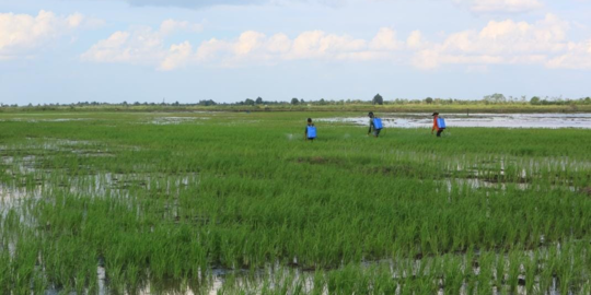 Petani Milenial Bali Sukses Terapkan Pupuk Organik untuk Pertanian Modern