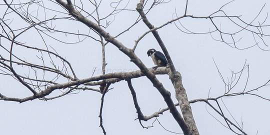 Kenalan dengan Alap-alap Capung, Spesies Burung Pemangsa Terkecil di Dunia