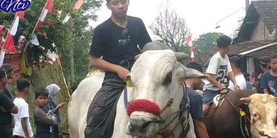 Perlakukan Hewan Bak Manusia, Begini Serunya Tradisi Lebaran Sapi di Boyolali