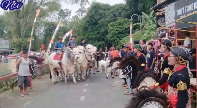 tradisi lebaran sapi boyolali