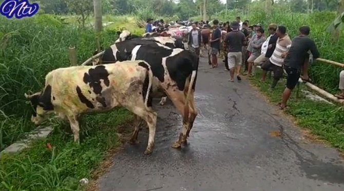 tradisi lebaran sapi boyolali