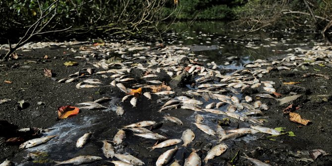 Ribuan Ikan di Sungai Mati Misterius, Polres Nagan Raya Turun Tangan
