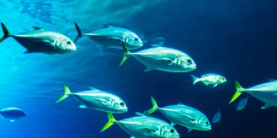30 Kata Lucu Tentang Ikan Paling Unik Dijamin Ketawa Ngakak