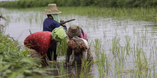 Stok Pupuk Subsidi Berada di Atas Batas Aman Hingga Pertengahan 2023, Ini Rinciannya