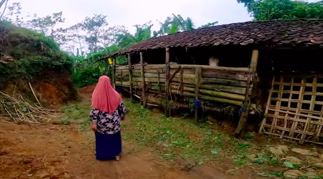 tinggal di tengah hutan selama 23 tahun keluarga ini gantungkan hidup dengan beternak