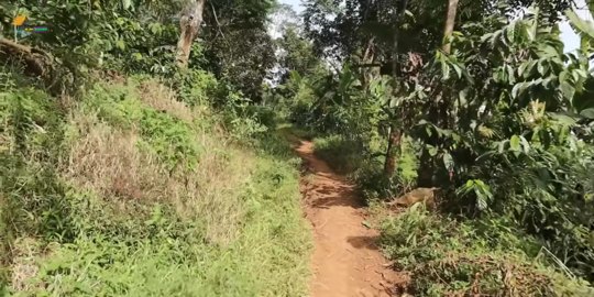 Jadi Cerita Turun-Temurun, Warga Desa di Garut Ini Dilarang Pelihara Burung Beo