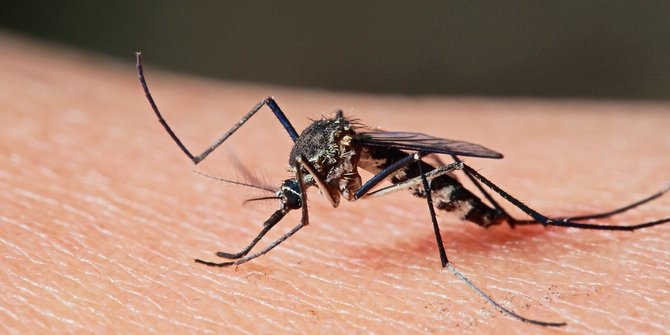 5 Provinsi Berhasil Eliminasi Malaria, Ini Daftarnya