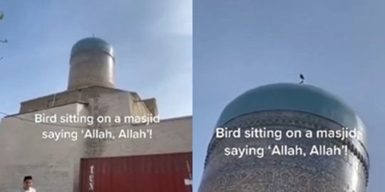Burung Bertengger di Kubah Masjid Jadi Sorotan, Berkicau Terdengar Sebut Nama Allah