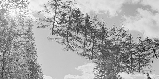 Foto Pohon Pinus Melayang di Udara Zaman Perang Dunia Bikin Heboh Dunia Fotografi