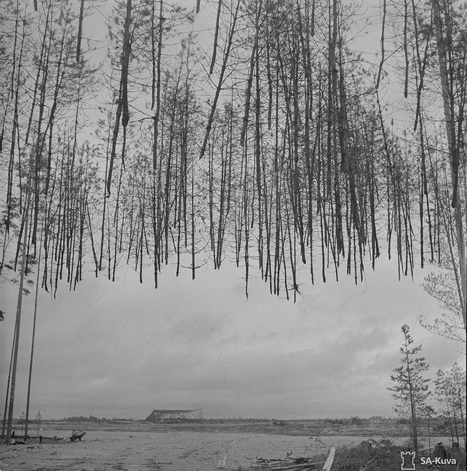 pohon pinus di finlandia