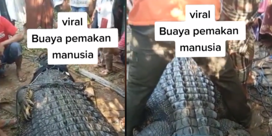 Viral Penangkapan Buaya Berukuran 4 Meter di Lombok Tengah, Begini Kronologinya