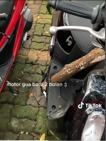 motor wanita ini kejatuhan dahan pohon rusak saat parkir faktanya bikin nyesek