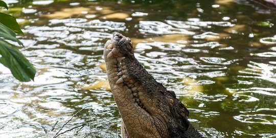 Buaya Ukuran 1,5 Meter Masuk ke Sekolah Bikin Geger Murid