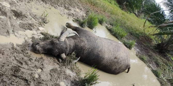 10 Ekor Kerbau di Kuansing Mati Terjangkit Penyakit 'Sapi Ngorok'