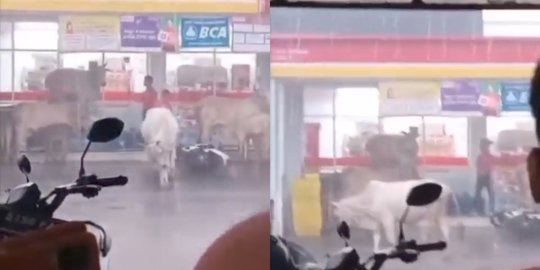 Terjebak Hujan, Aksi Gerombolan Sapi Numpang Berteduh di Minimarket Ini Viral