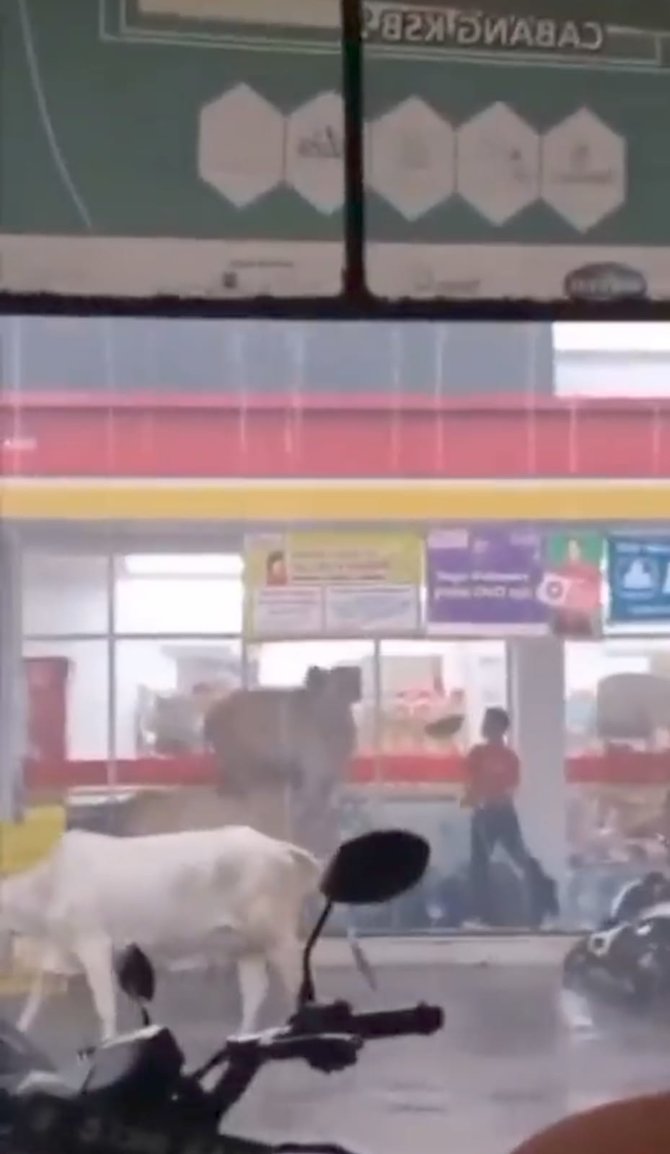 terjebak hujan aksi gerombolan sapi numpang berteduh di minimarket ini viral