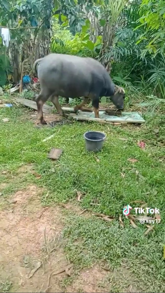 viral kerbau masuk ke dalam sumur warga gotong royong tarik ke luar