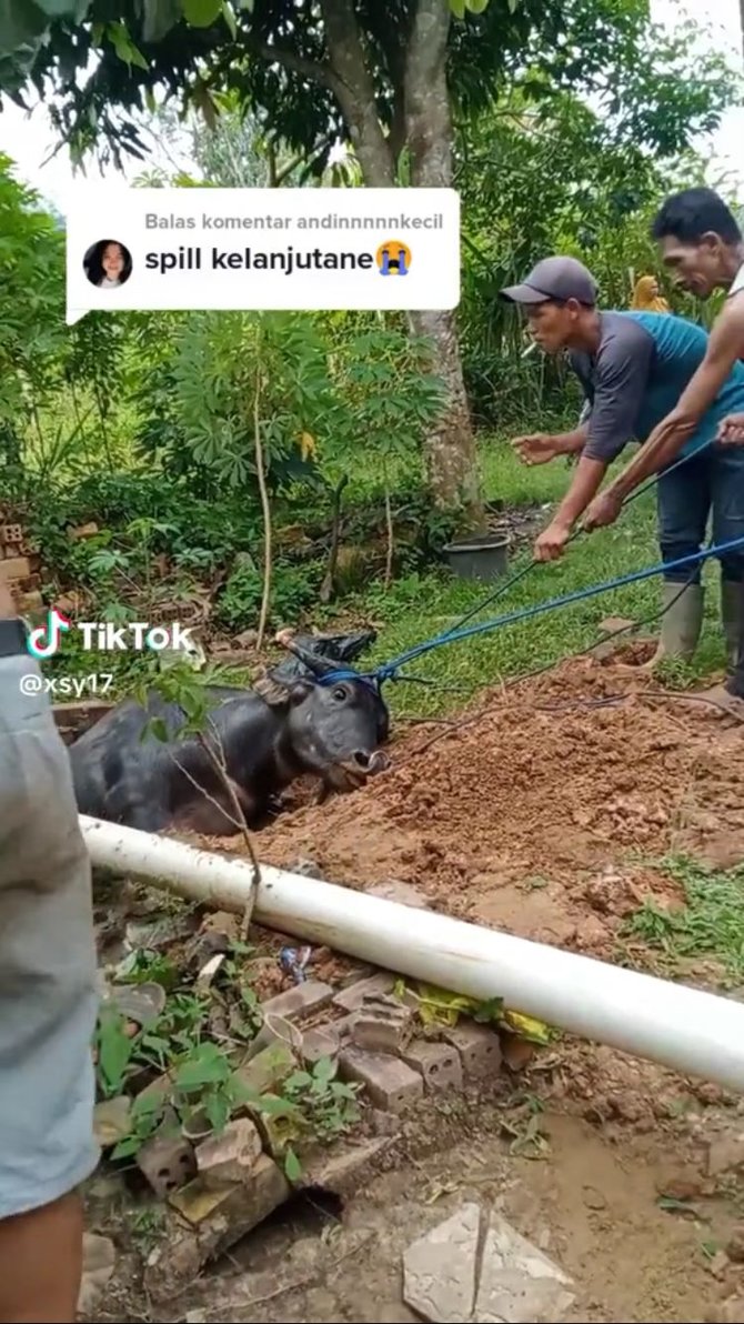 viral kerbau masuk ke dalam sumur warga gotong royong tarik ke luar