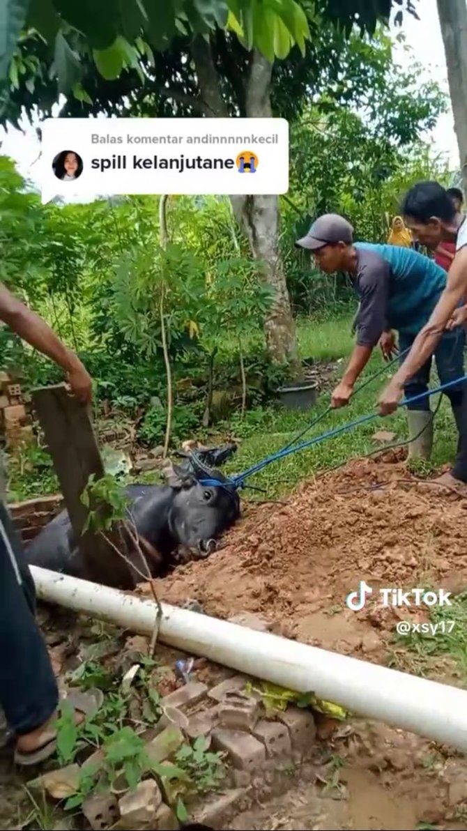 viral kerbau masuk ke dalam sumur warga gotong royong tarik ke luar