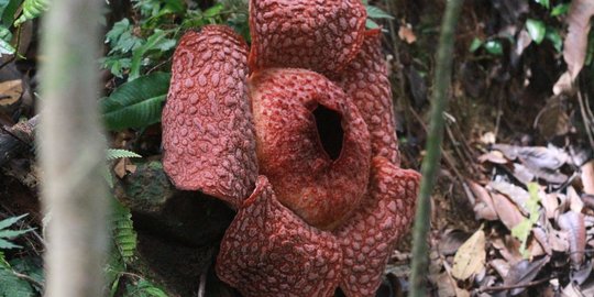 Bunga Raflesia Ditemukan Mekar di Bahorok Langkat