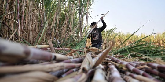 Bahan Baku Pabrik Gula PTPN III Mayoritas Dipasok Tebu Rakyat