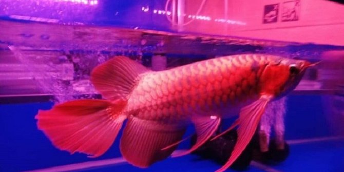 10 Jenis Ikan Predator Paling Eksotik, Cocok Dipelihara di Akuarium