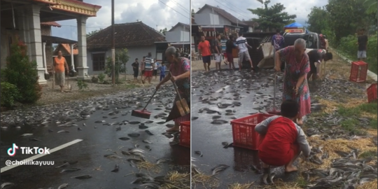 Penampakan Ikan Lele Berserakan di Jalan Usai Truk Terguling, Aksi Warga Jadi Sorotan