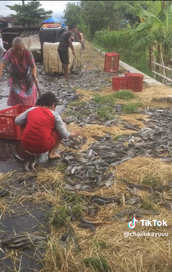 ikan lele berserakan di jalan usai truk terguling warga sekitar kompak mengumpulkan