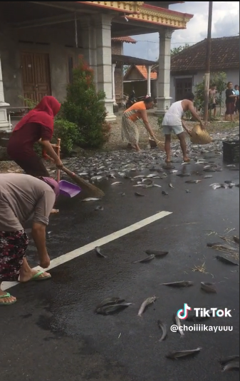 ikan lele berserakan di jalan usai truk terguling warga sekitar kompak mengumpulkan