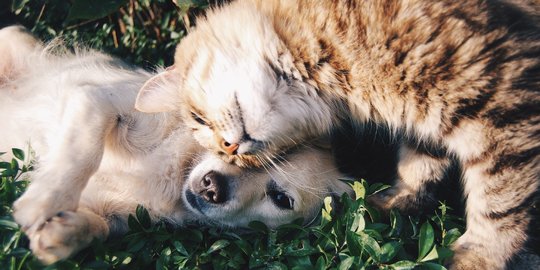 300 Nama Hewan Peliharaan Aestetik Berkesan Lucu, Bisa Buat Kucing & Anjing