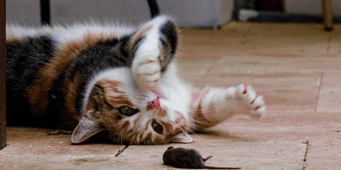 Fakta Menarik Kucing Calico, Kenali Si Pembawa Keberuntungan di Jepang