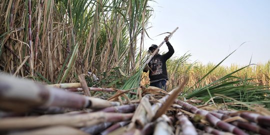 Terungkap, Ini Rahasia Hasil Panen Tebu Petani Bisa Meningkat Dua Kali Lipat