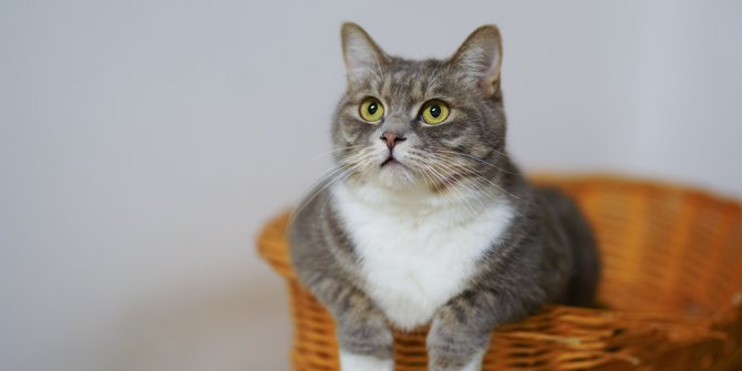 1000 Nama Kucing Lucu dan Unik, Pilih yang Terbaik untuk Anabul