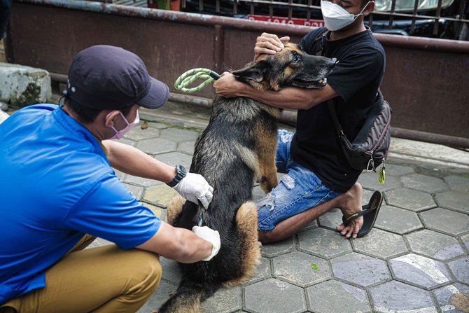 vaksin anti rabies gratis untuk hewan peliharaan